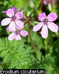 Erodium cicutarium