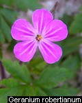 Geranium robertianum