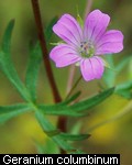 Geranium columbinum