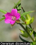 Geranium dissectum