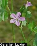 Geranium lucidum