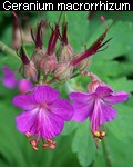 Geranium macrorrhizum