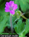 Geranium molle