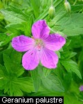 Geranium palustre