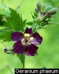 Geranium phaeum