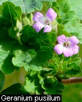 Geranium pusillum