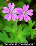 Geranium pyrenaicum