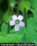 Geranium rotundifolium