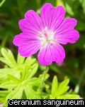 Geranium sanguineum