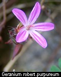 Geranium robertianum-purpureum
