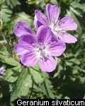 Geranium sylvaticum