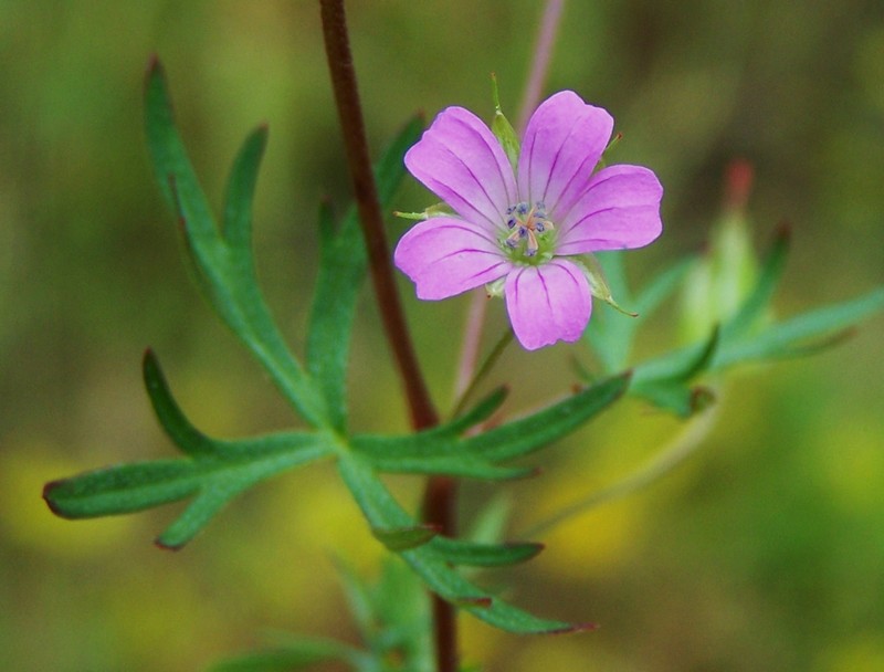 Geranium columbinum