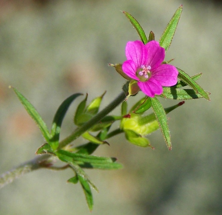 Geranium columbinum