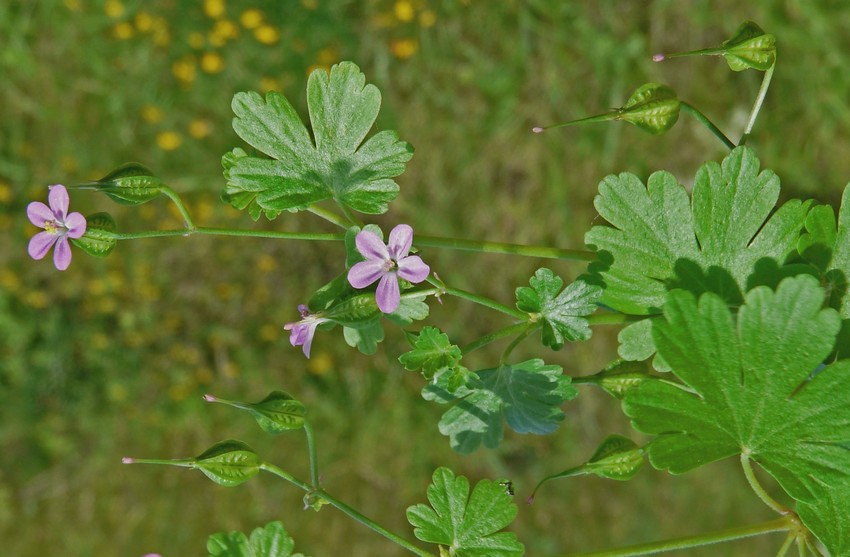 Geranium lucidum