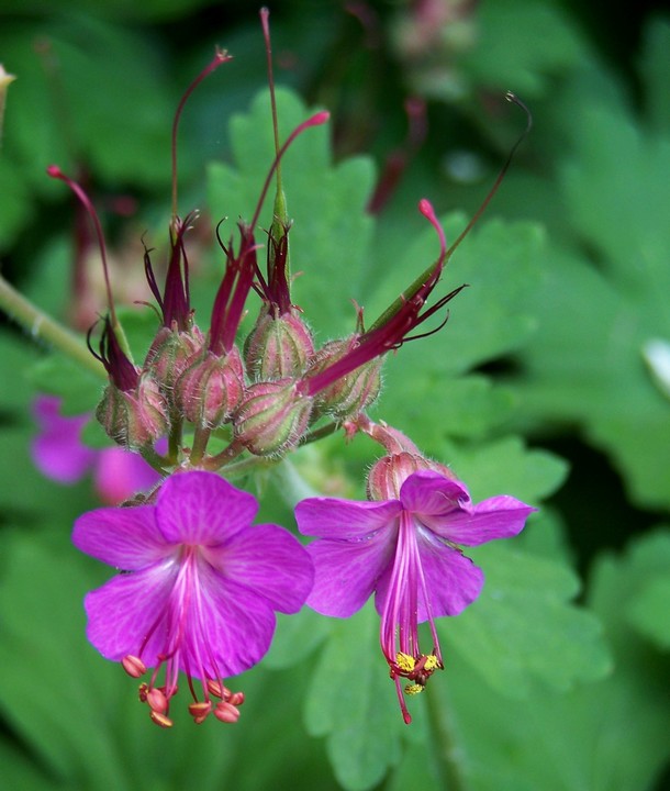 Geranium macrorrhizum