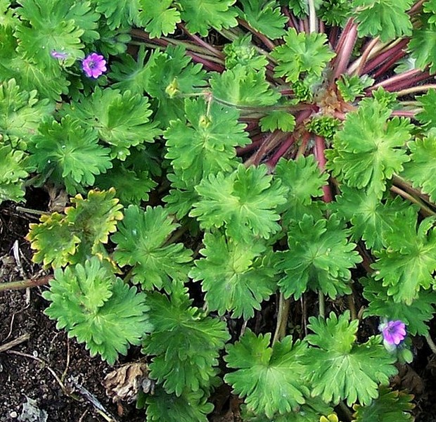 Geranium molle