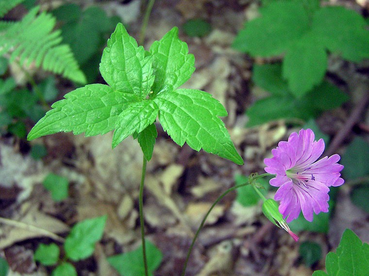 Geranium nodosum