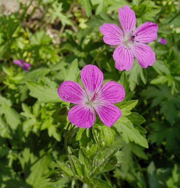 Geranium palustre