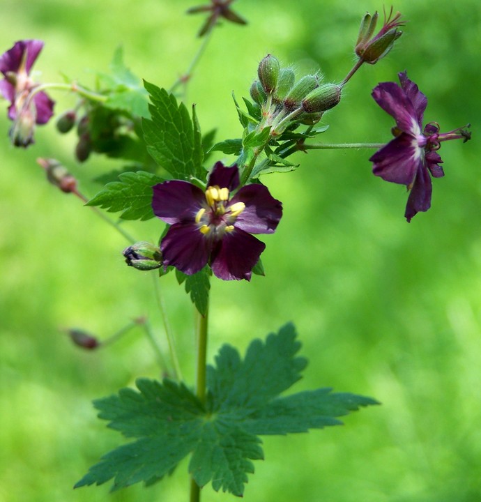 Geranium phaeum