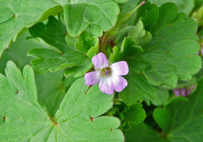 Geranium pusillum