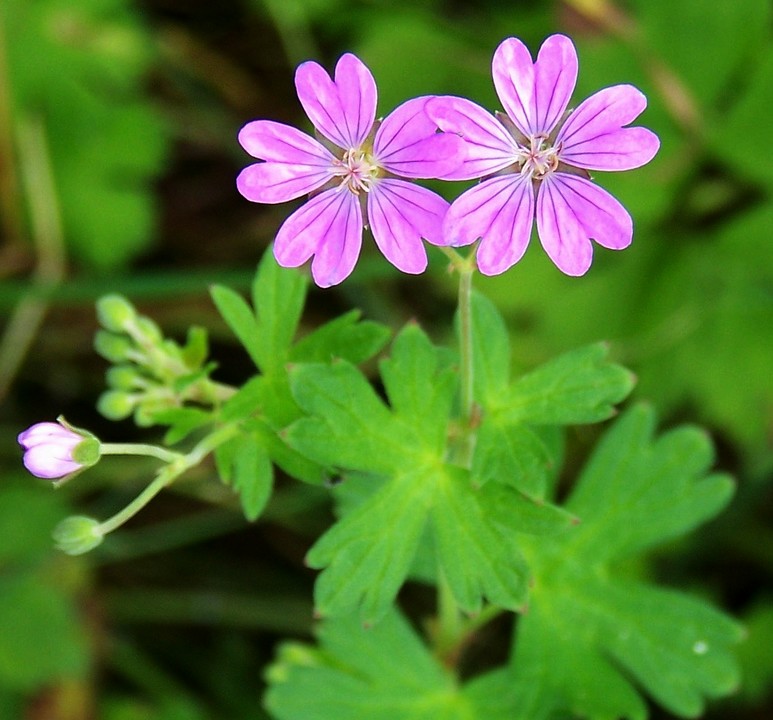 Erodium cicutarium