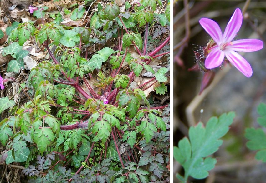 Geranium robertianum-purpureum