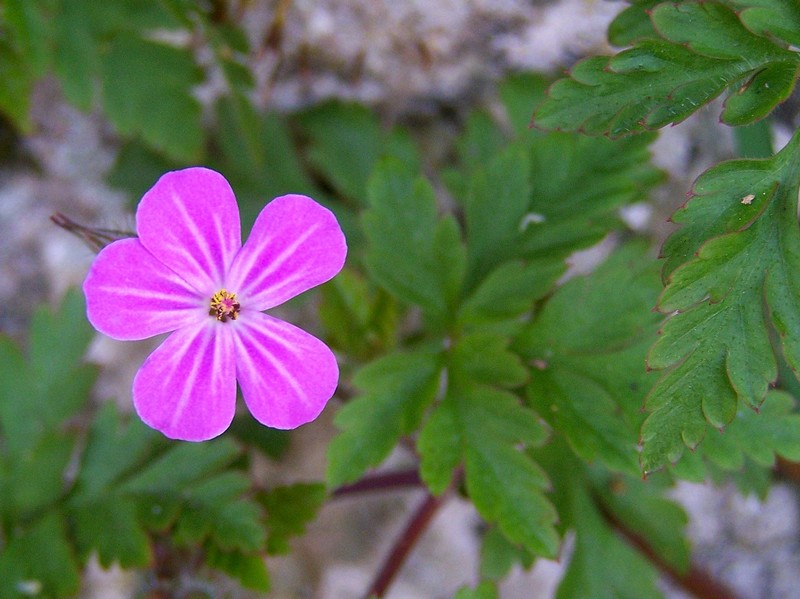 Geranium robertianum