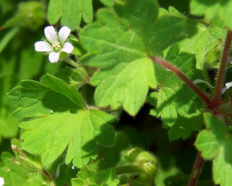 Geranium rotundifolium