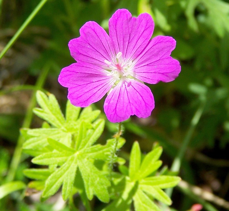 Geranium sanguineum