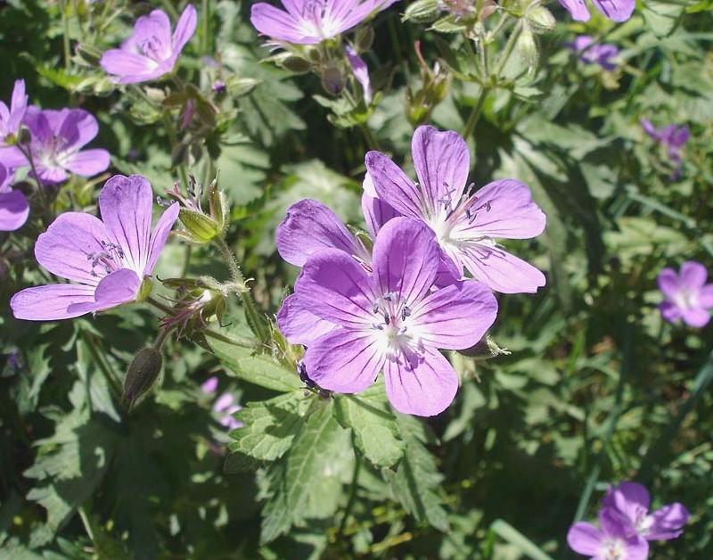 Geranium sylvaticum