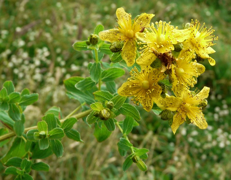 Hypericum maculatum subsp. obtusiusculum