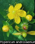 Hypericum androsaemum