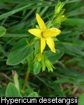 Hypericum desetangsii