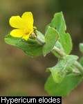 Hypericum elodes