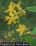 Hypericum hirsutum