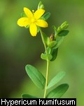 Hypericum humifusum