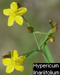 Hypericum linarifolium