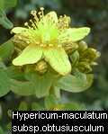 Hypericum obtusiusculum