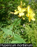 Hypericum montanum