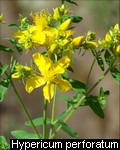 Hypericum perforatum