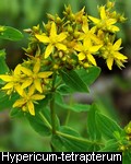 Hypericum tetrapterum