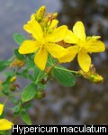 Hypericum maculatum