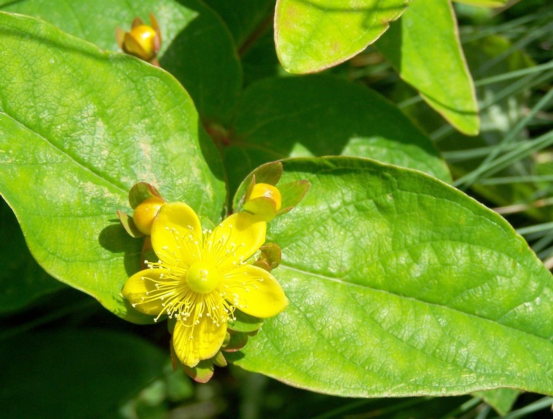 Hypericum androsaemum