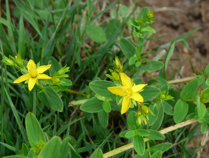 Hypericum desetangsii