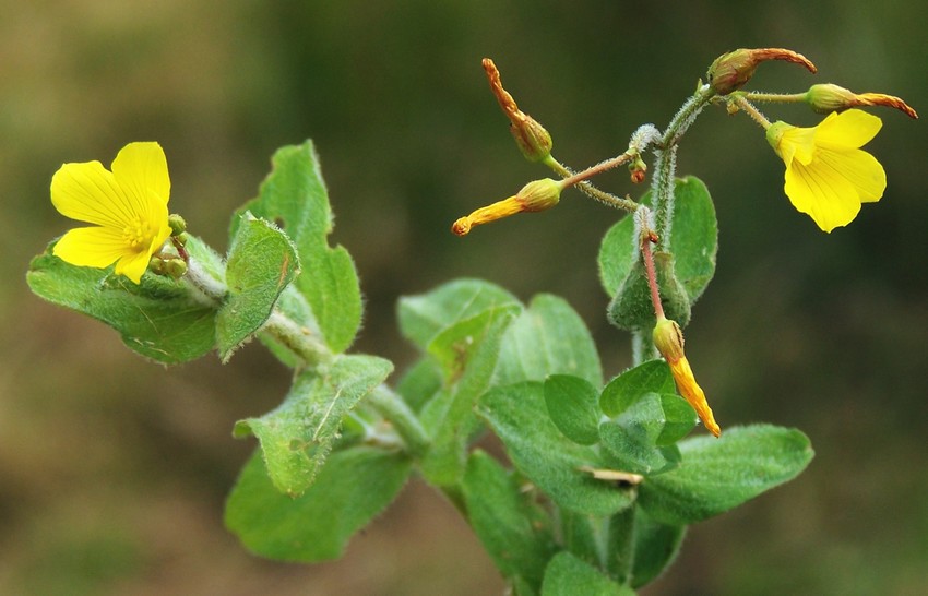 Hypericum elodes