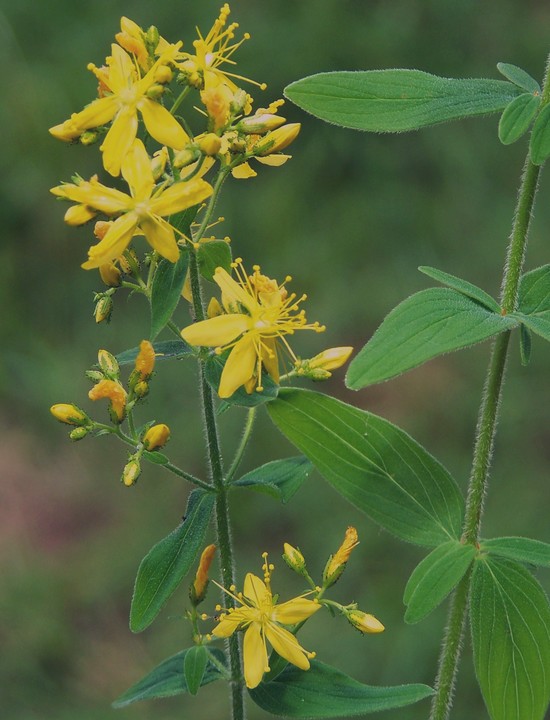 Hypericum hirsutum