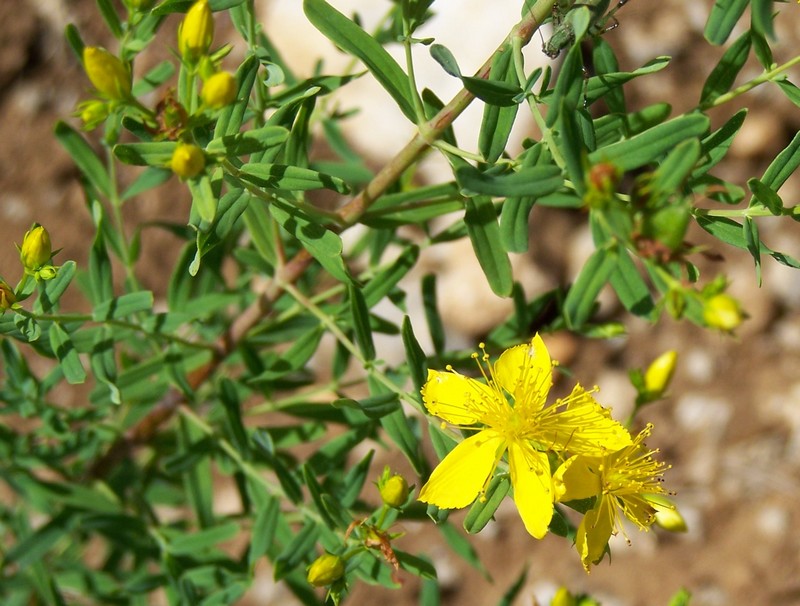 Hypericum linariifolium