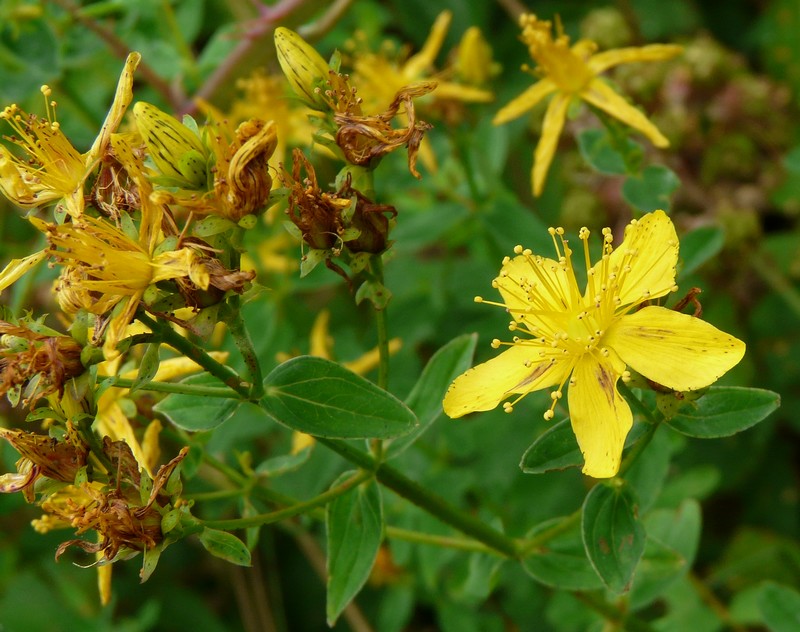 Hypericum maculatum