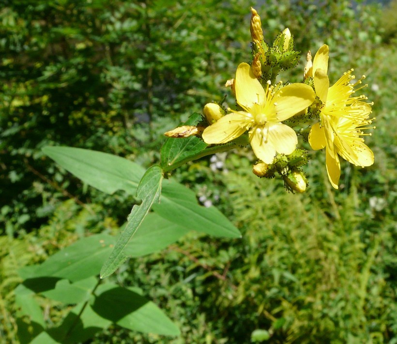 Hypericum montanum