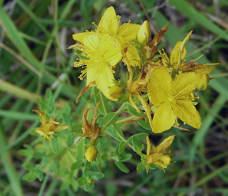 Hypericum perforatum